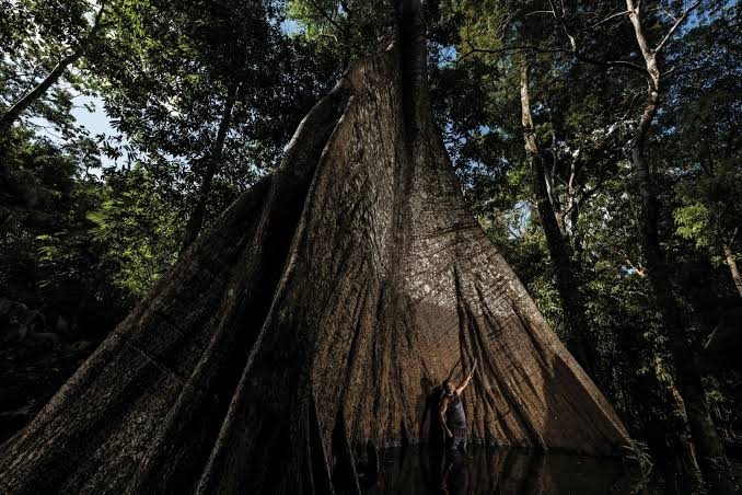 Arbre géant en Amazonie