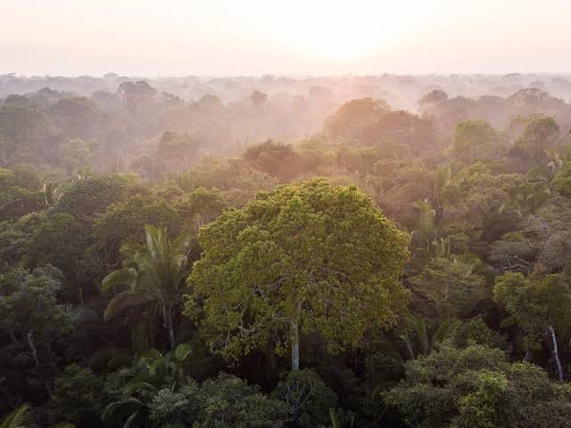 Canopée amazonienne dans la brume