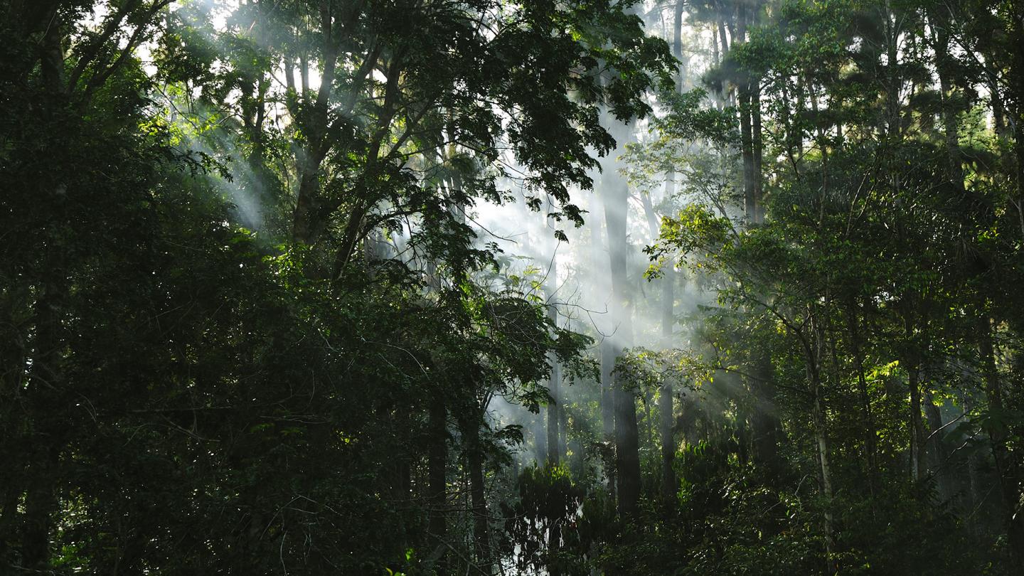 Lumière dans la forêt amazonienne
