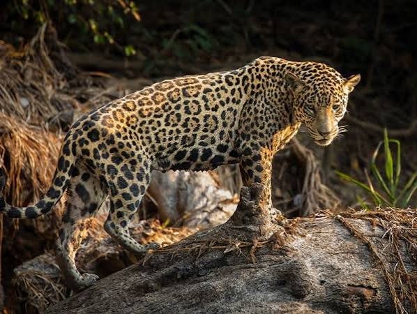 Jaguar