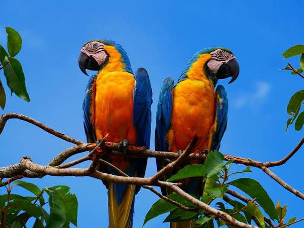 Aras en Amazonie