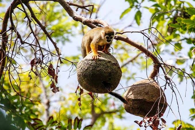 Singe en forêt