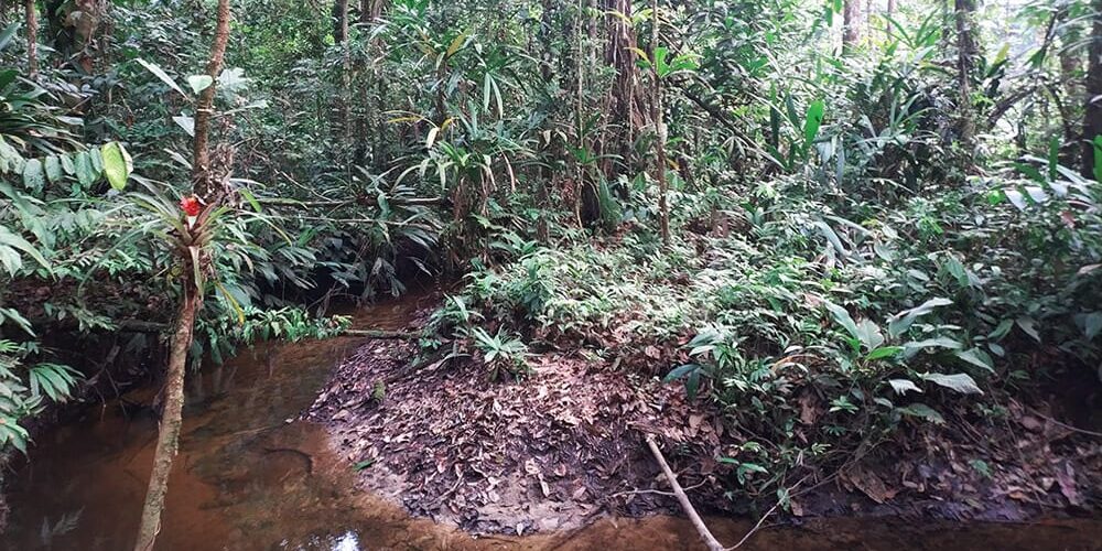 Panorama amazonien